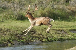 aw-duinen-33